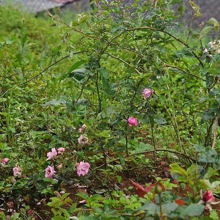 Haven backpackers Vandrarhem Nuwara Eliya Exteriör bild