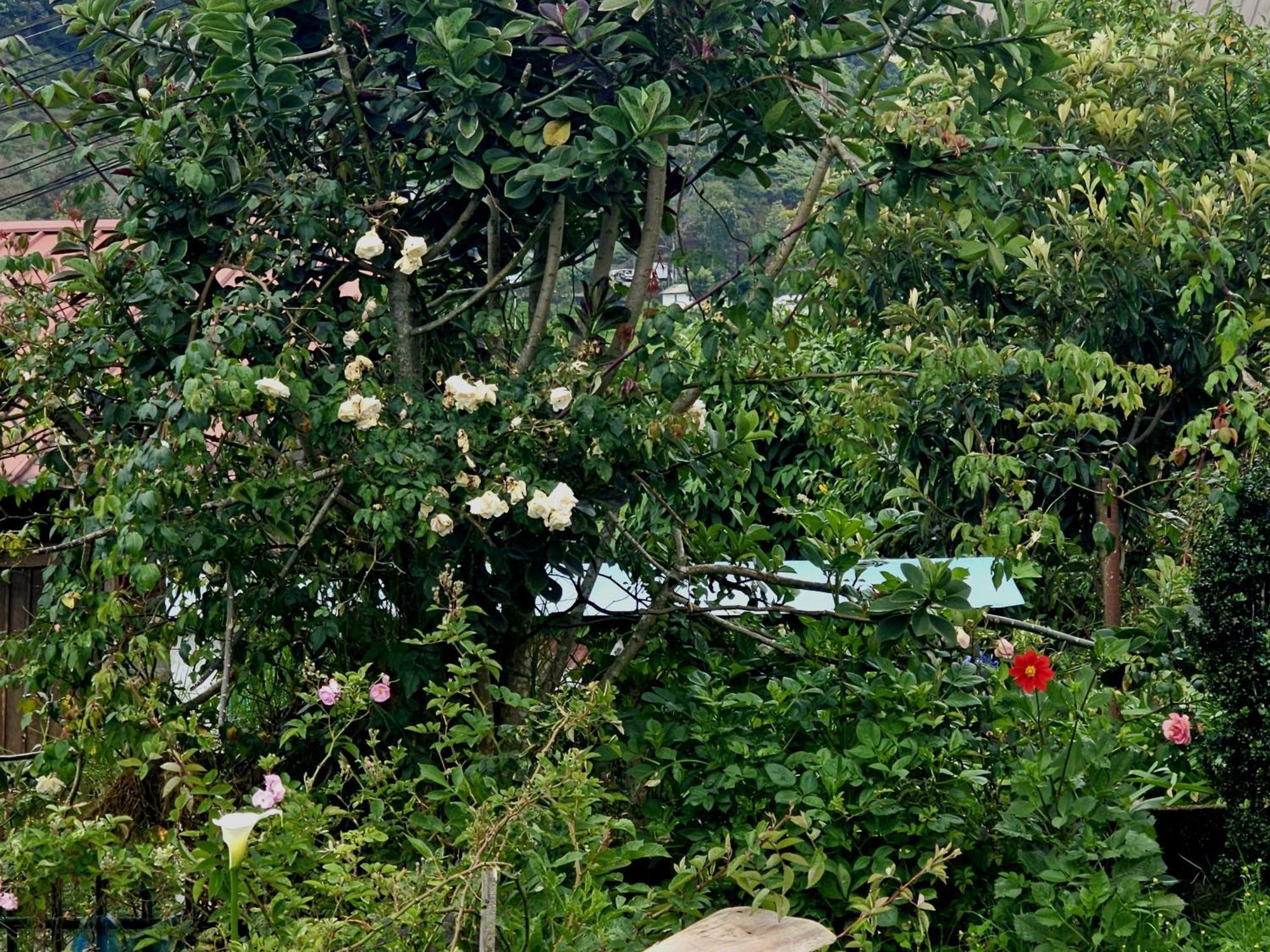 Haven backpackers Vandrarhem Nuwara Eliya Exteriör bild